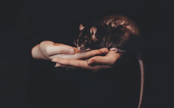 The Burial of the Rats by Bram Stoker