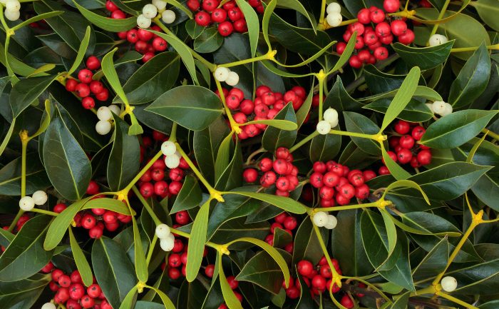 The Mistletoe Bough by Anthony Trollope